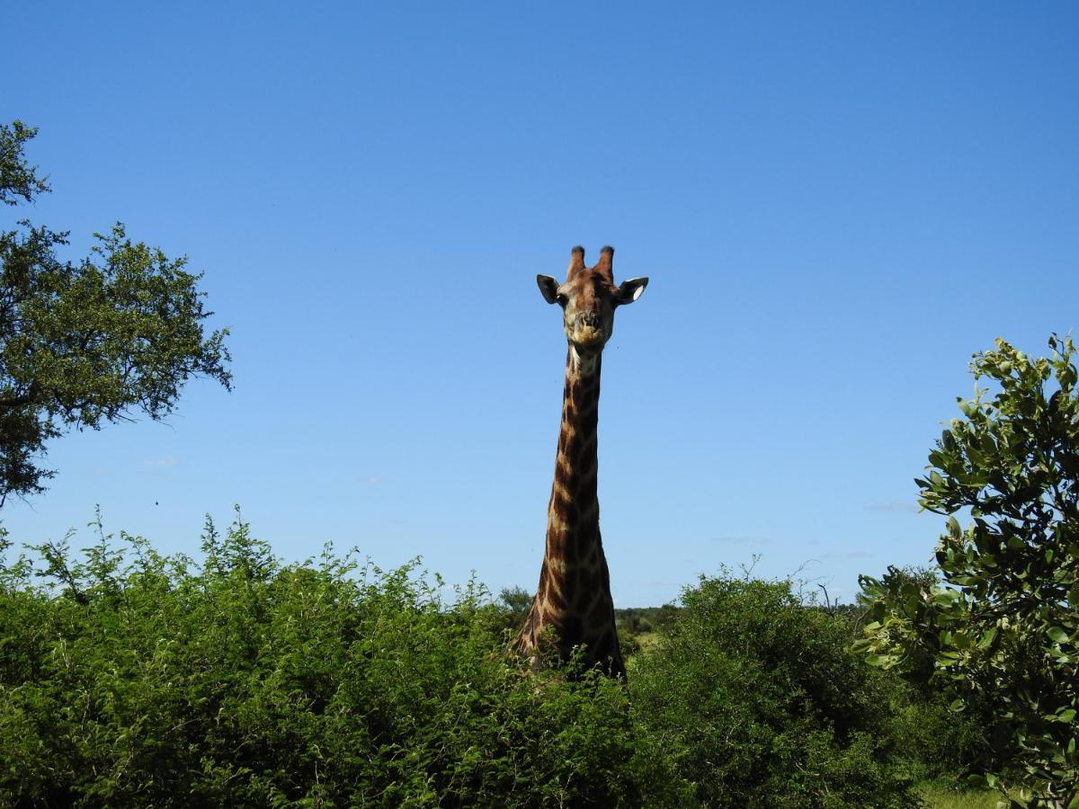 African Dream Tour Hoedspruit Exteriér fotografie