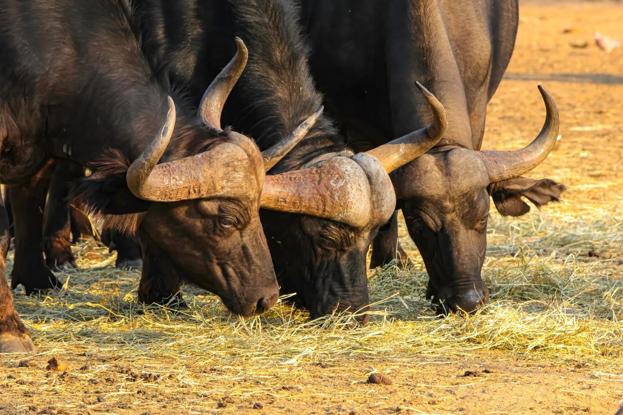 African Dream Tour Hoedspruit Exteriér fotografie