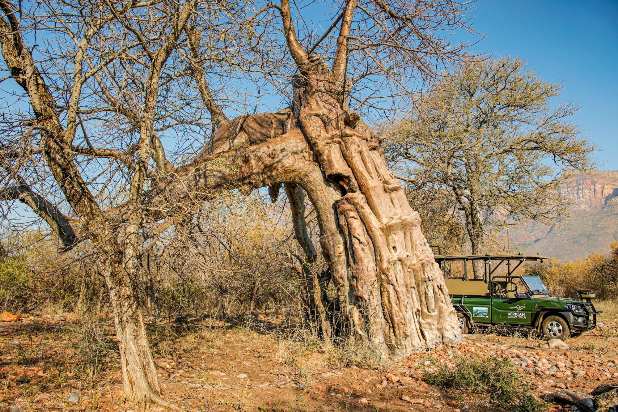 African Dream Tour Hoedspruit Exteriér fotografie